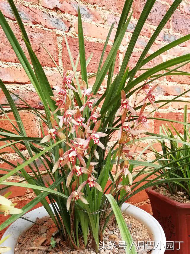夏天兰花易腐?插根塑料管,兰花不烂根,壮根呼呼长,花开香十里