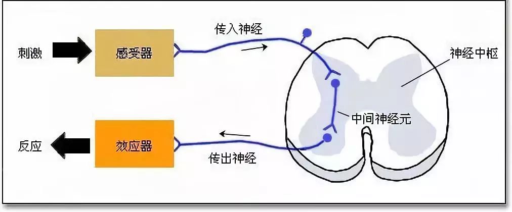 早泄是什么,早泄