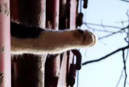 我不能怂歌曲,我不能怂攻略