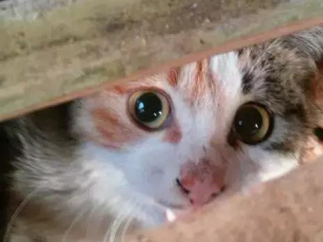 我不能怂歌曲,我不能怂攻略