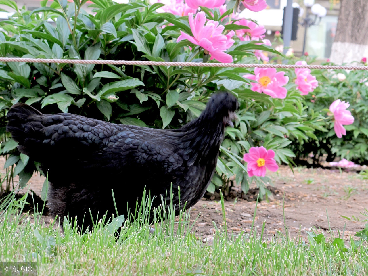 乌鸡饲养方法,乌鸡的饲养缺点