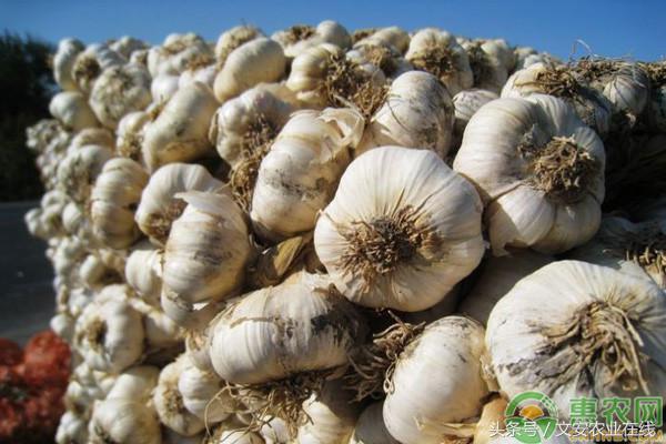今天金乡大蒜最新价格报价,大蒜价格今日报价