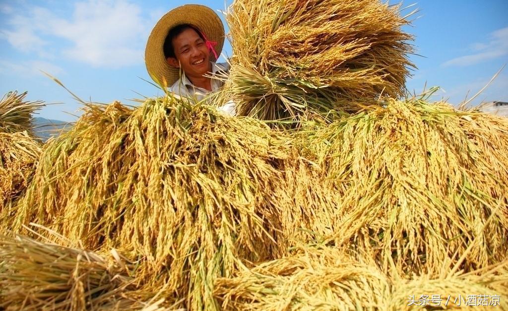 固态稻谷酒和半固态稻谷酒,小型酿酒设备家庭型酿固态酒