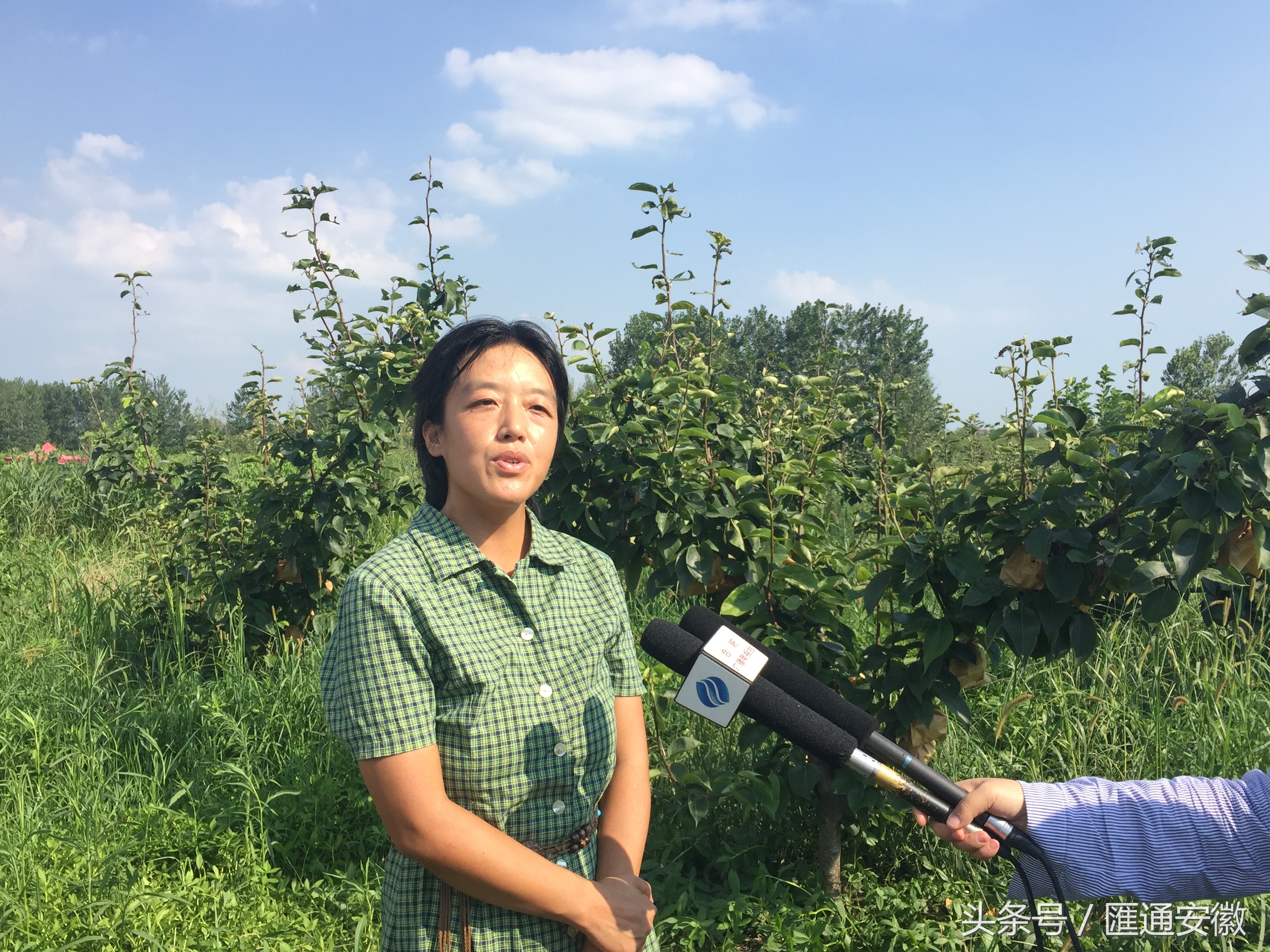 兴农扶贫直播肥东县,肥东县兴农扶贫