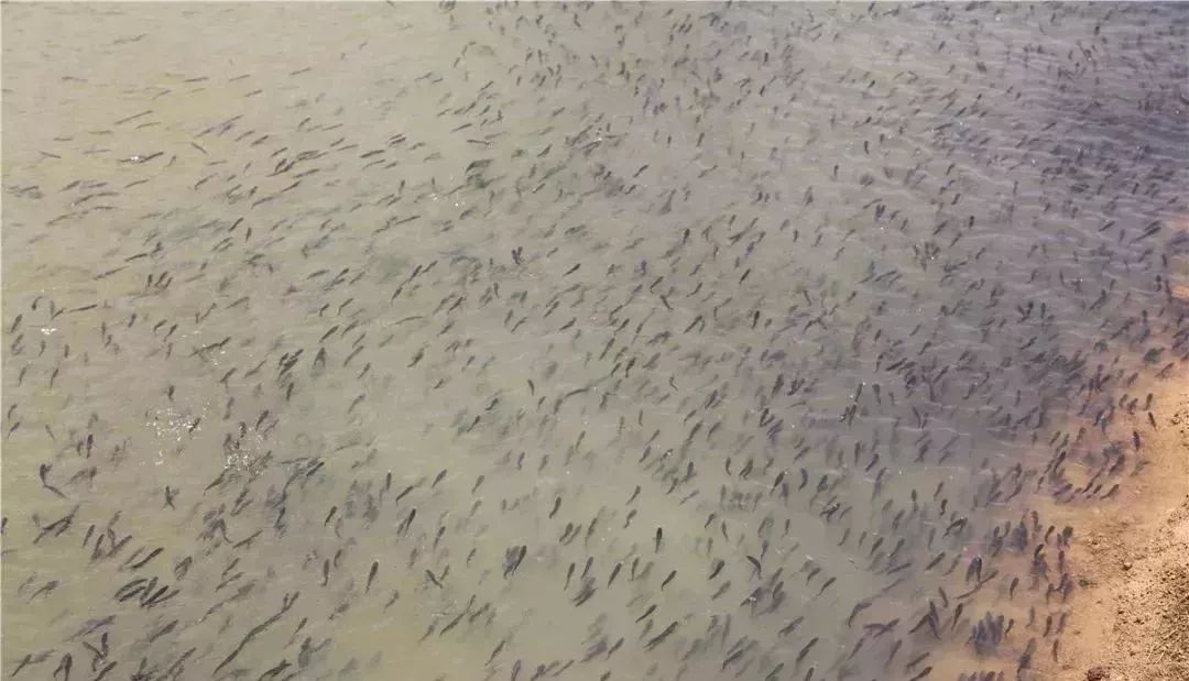 广西贺州农产品展示,贺州特色农产品有哪些