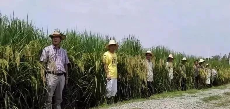 广西贺州农产品展示,贺州特色农产品有哪些