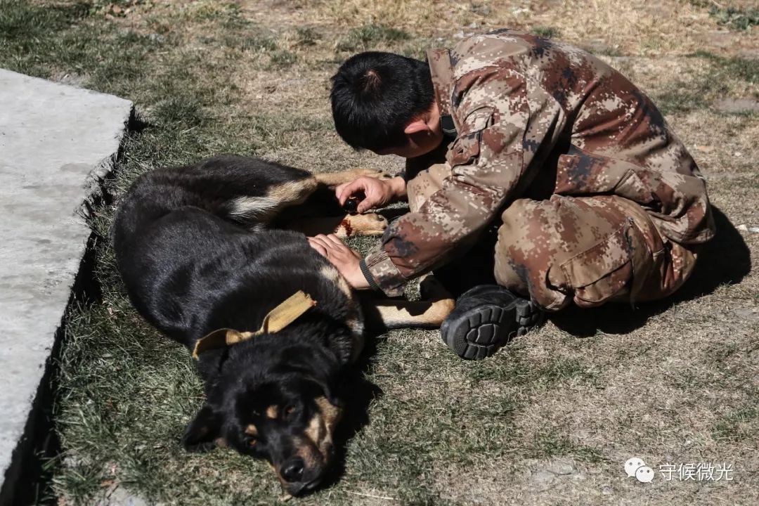 品图:大国末梢的站立者
