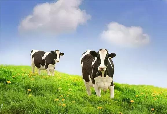 有何不同又有何相同,有何不同英文版