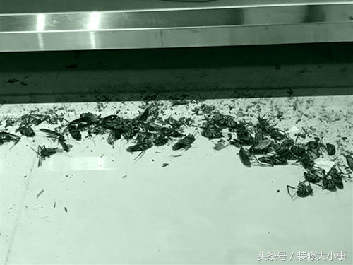 家里的排水管被蟑螂虫子堵塞了,厨房下水管有蟑螂怎么消灭最彻底