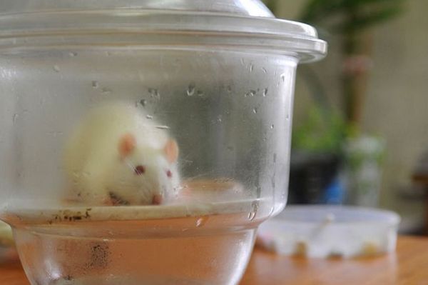 中医药实验小白鼠,中医实验小白鼠