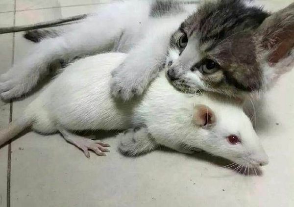 中医药实验小白鼠,中医实验小白鼠