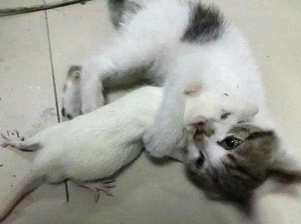 中医药实验小白鼠,中医实验小白鼠