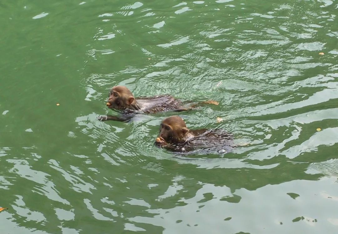三伏天，龙虎山的“山大王”们开始消暑养生了！