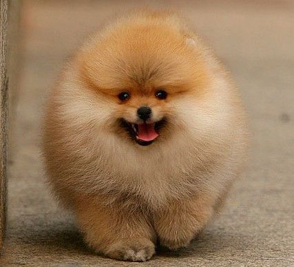 工作比较忙养什么狗比较好,上班族适合养什么宠物狗