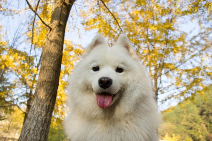 工作比较忙养什么狗比较好,上班族适合养什么宠物狗