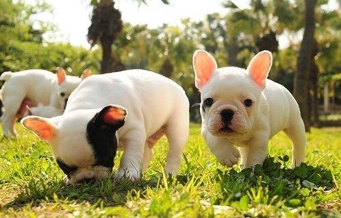 工作比较忙养什么狗比较好,上班族适合养什么宠物狗