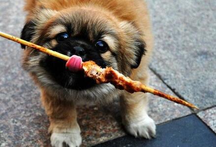 工作比较忙养什么狗比较好,上班族适合养什么宠物狗