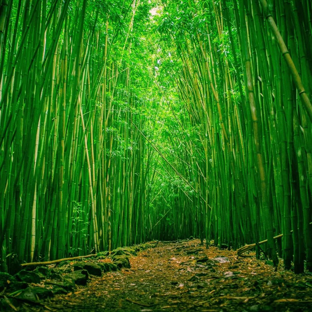 炎炎夏日诗词,诗词朗诵夏日山中
