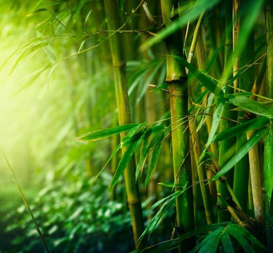 炎炎夏日诗词,诗词朗诵夏日山中