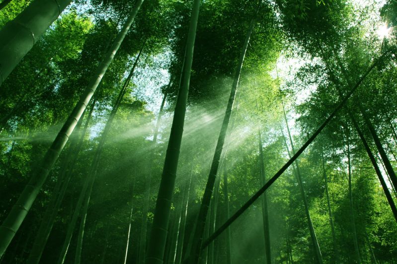 炎炎夏日诗词,诗词朗诵夏日山中