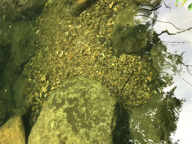 溪流钓常见的鱼,野钓常见的小鱼