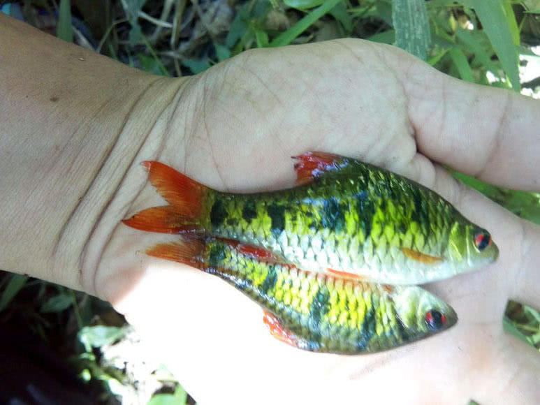 溪流钓常见的鱼,野钓常见的小鱼