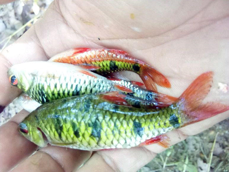 溪流钓常见的鱼,野钓常见的小鱼