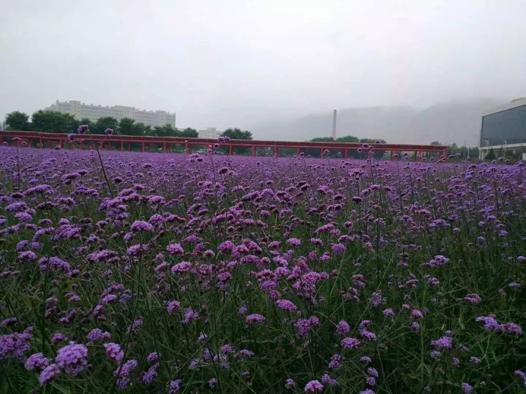 Lzuers的暑假正确打开方式