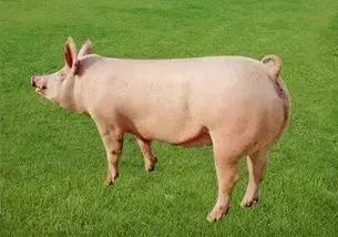 母猪适时输精,母猪直配与人工授精产仔数