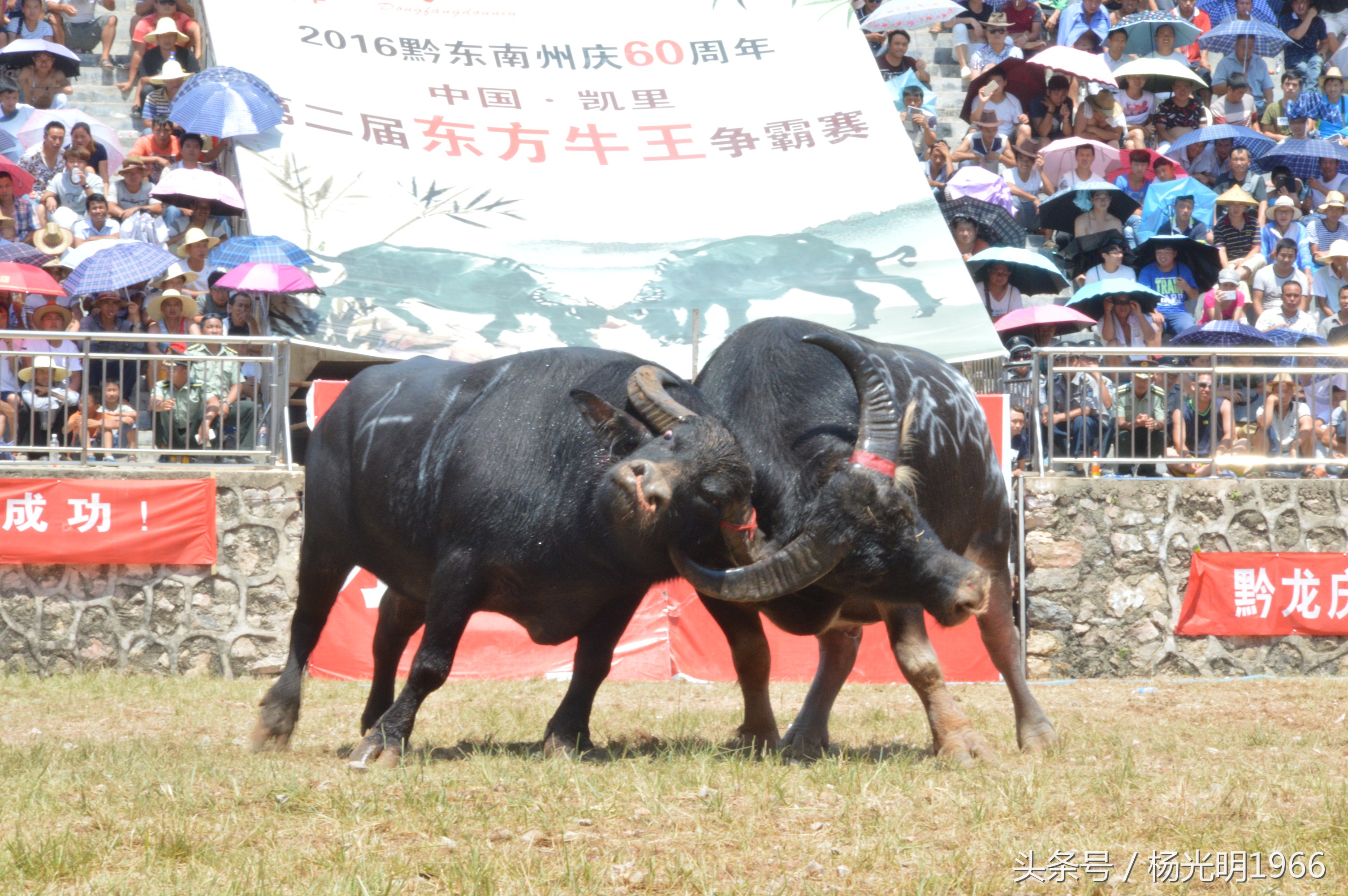 2018凯里斗牛城牛王争霸赛,凯里斗牛节视频完整版