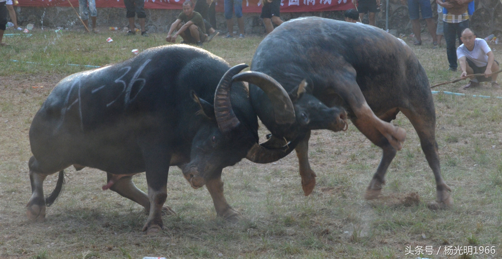 2018凯里斗牛城牛王争霸赛,凯里斗牛节视频完整版