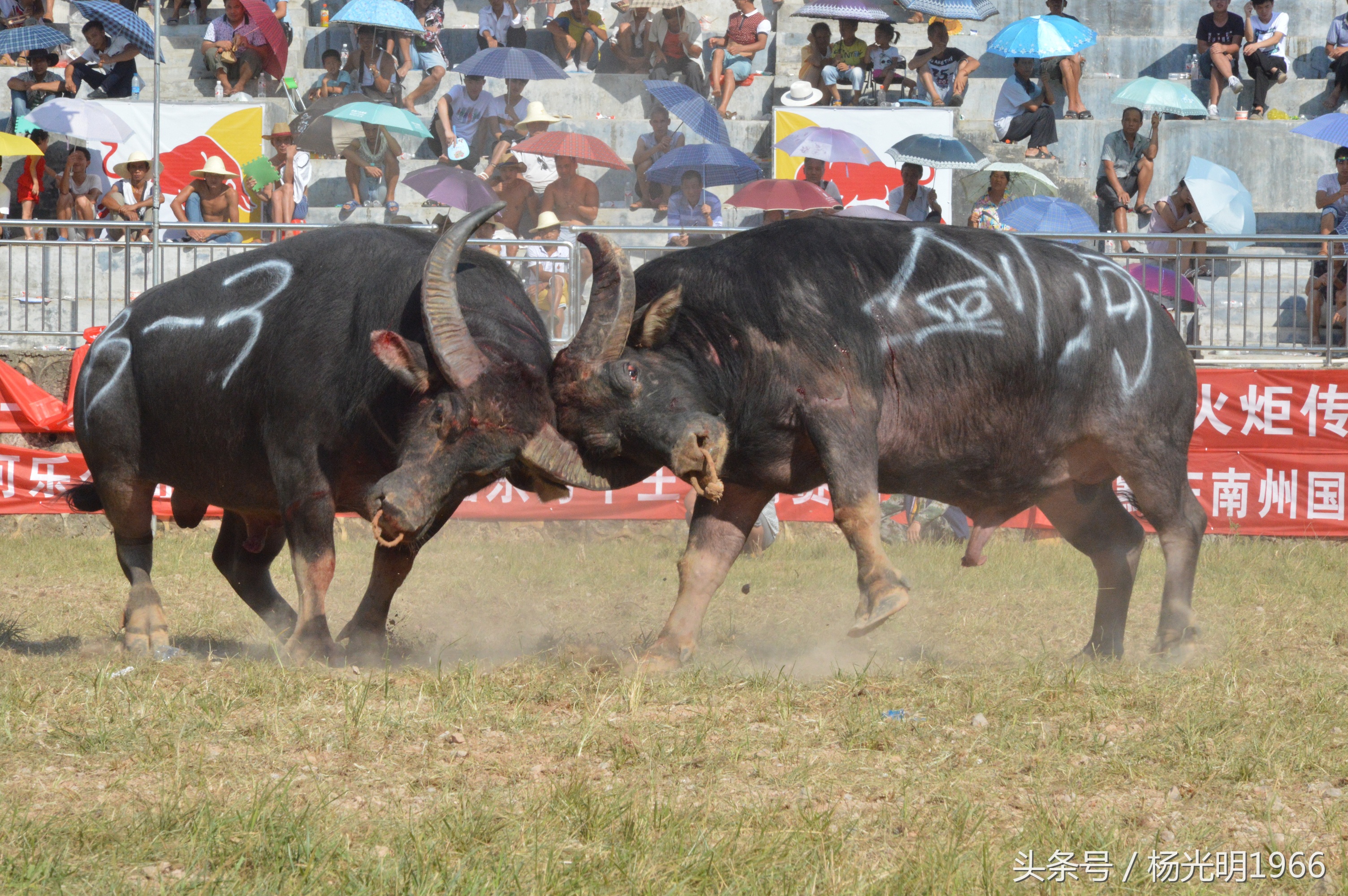 2018凯里斗牛城牛王争霸赛,凯里斗牛节视频完整版