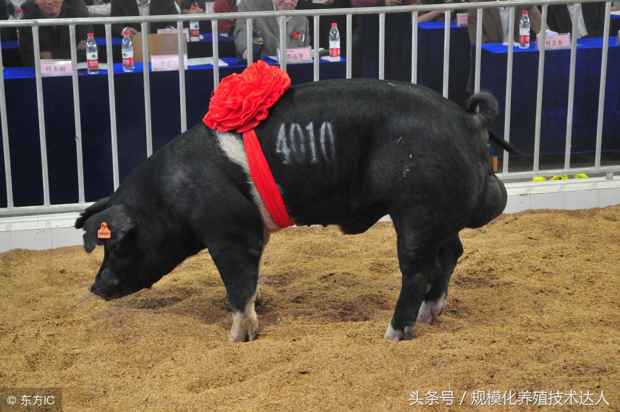 养猪怎么保持干燥,养猪温度湿度密度