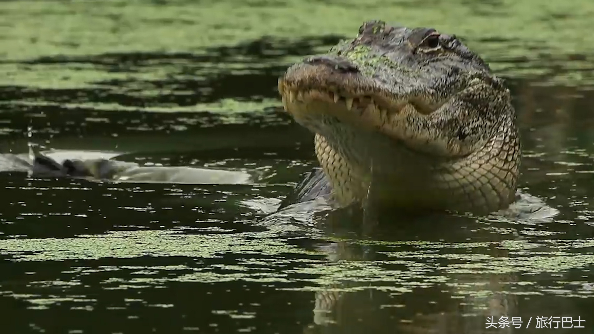巨型短吻鳄有多高,世界最厉害的动物短吻鳄