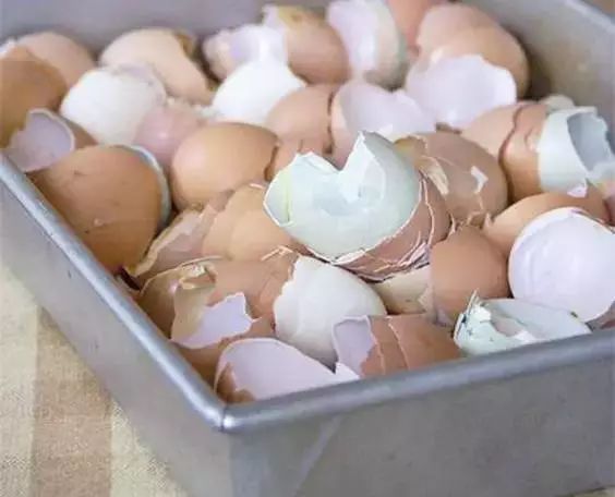 鸡蛋壳别扔掉,鸡蛋壳不要扔了太可惜了用来种菜