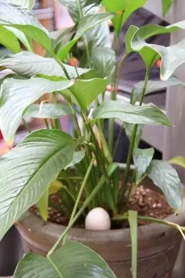 鸡蛋壳别扔掉,鸡蛋壳不要扔了太可惜了用来种菜