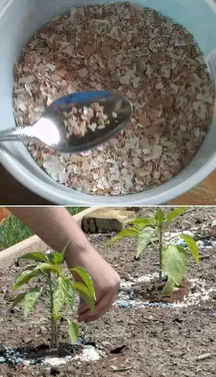 鸡蛋壳别扔掉,鸡蛋壳不要扔了太可惜了用来种菜