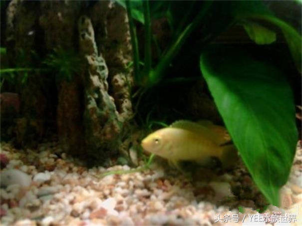 为新手推荐高颜值耐养鱼种——非洲王子