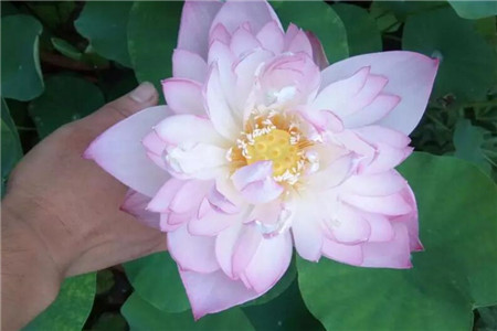 小叶水莲花怎么养,美丽的荷花怎么种植视频