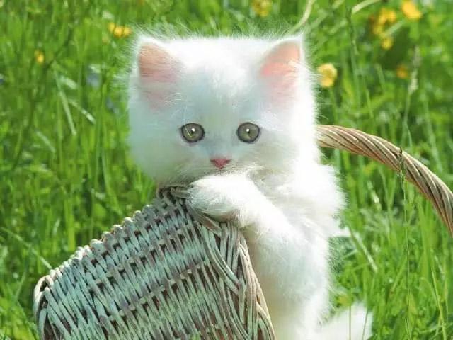 养猫咪驱虫药怎么用,养猫咪怎么预防寄生虫