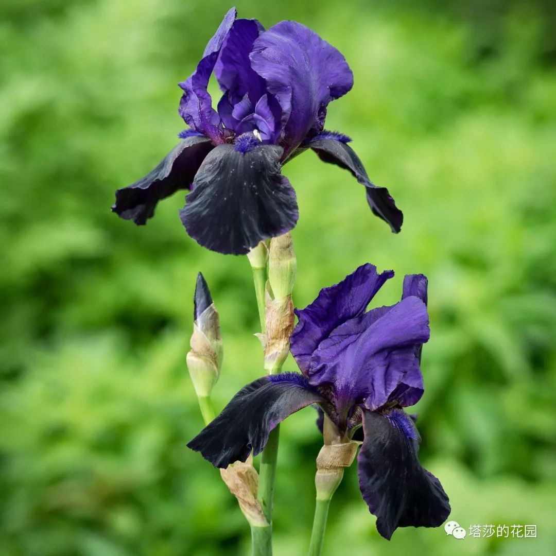 这座暗黑花园，不仅酷，还防涝