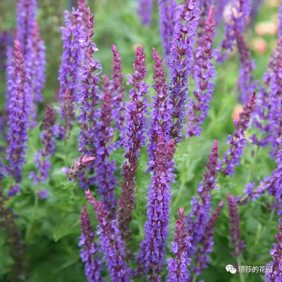 这座暗黑花园，不仅酷，还防涝
