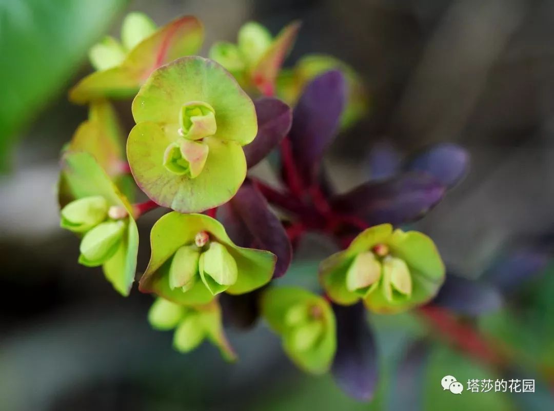 这座暗黑花园，不仅酷，还防涝