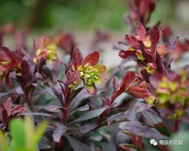这座暗黑花园，不仅酷，还防涝