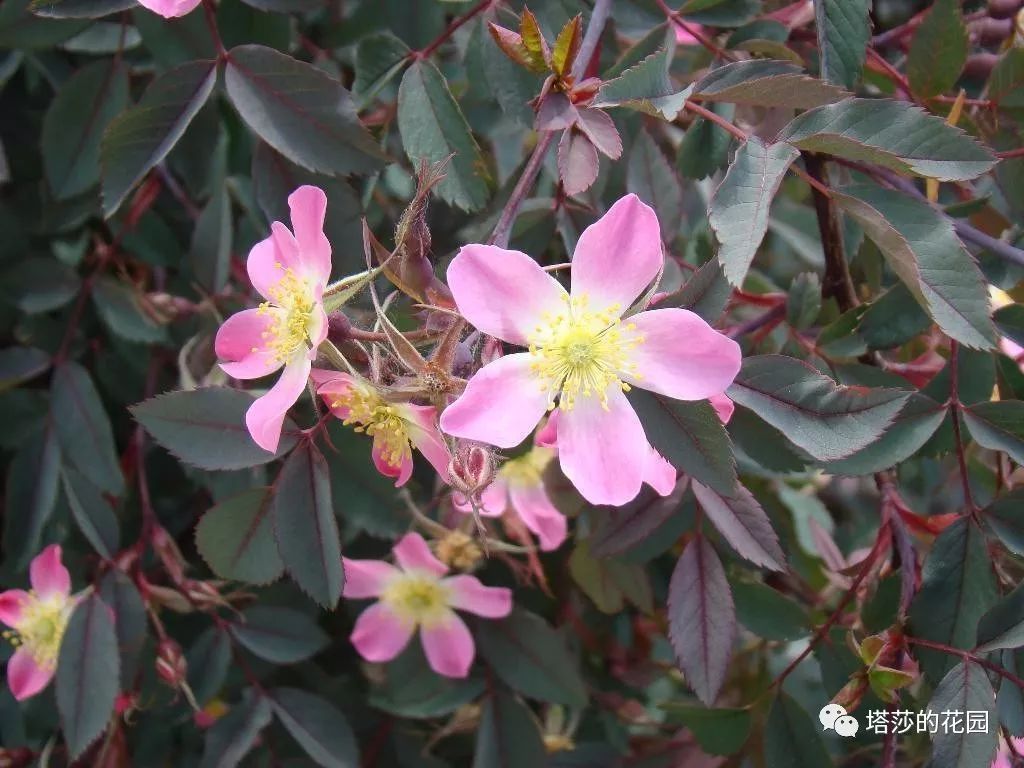 这座暗黑花园，不仅酷，还防涝