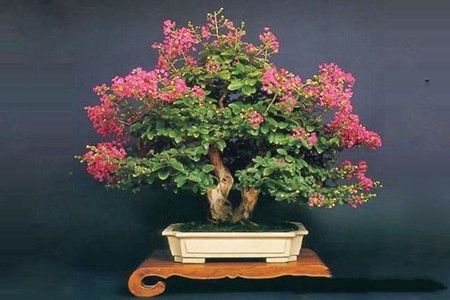 紫薇花盆景春天刚长芽可修剪,盆景紫薇花前怎么修剪