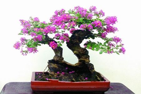 紫薇花盆景春天刚长芽可修剪,盆景紫薇花前怎么修剪