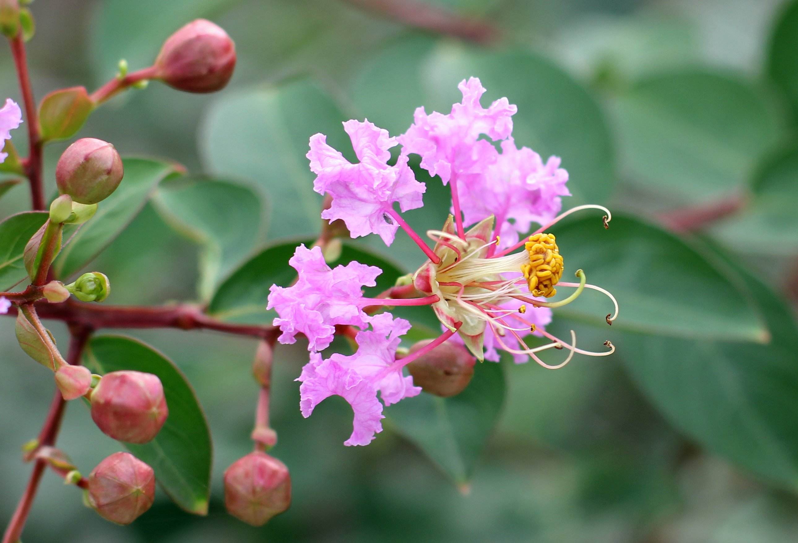 紫薇花盆景春天刚长芽可修剪,盆景紫薇花前怎么修剪