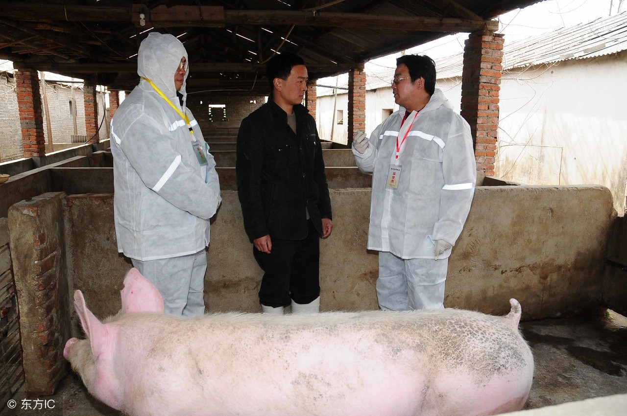 猪弓形体病的综合防治措施介绍（详细）