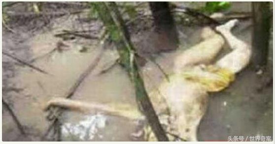 杀42人藏尸案件手记,杀42人藏尸案件